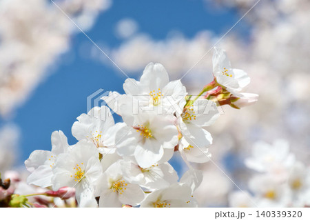 青空と桜(皇居千鳥ヶ淵緑道) 青空と桜(皇居千鳥ヶ淵緑道) 140339320