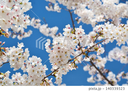 青空と桜(皇居千鳥ヶ淵緑道) 青空と桜(皇居千鳥ヶ淵緑道) 140339323