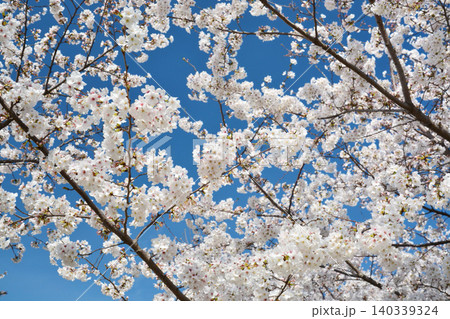 青空と桜(皇居千鳥ヶ淵緑道) 青空と桜(皇居千鳥ヶ淵緑道) 140339324