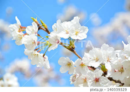 青空と桜(皇居千鳥ヶ淵緑道) 青空と桜(皇居千鳥ヶ淵緑道) 140339329