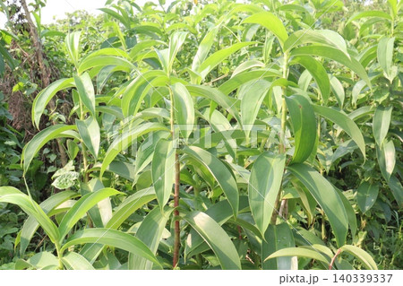 Costus spicatus flower plant on jungle Costus spicatus flower plant on jungle 140339337