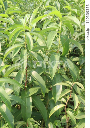 Costus spicatus flower plant on jungle Costus spicatus flower plant on jungle 140339338