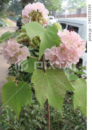 hydrangea macrophylla flower plant on nursery 140339384