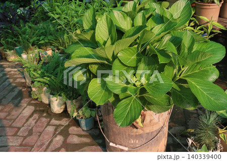 hydrangea macrophylla flower plant on nursery hydrangea macrophylla flower plant on nursery 140339400