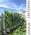 家庭菜園で野菜を育てる 140339440