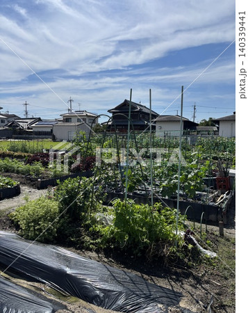 貸し農園で野菜作り 140339441
