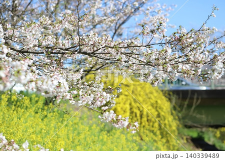 春の公園に咲くソメイヨシノの桜の花と菜の花の咲き誇る様子 春の公園に咲くソメイヨシノの桜の花と菜の花の咲き誇る様子 140339489
