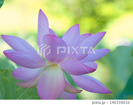 美しい蓮の花 美しい蓮の花 140339810