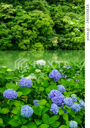 庄川峡の新緑と紫陽花 庄川峡の新緑と紫陽花 140339816