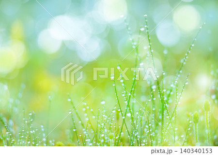 朝露のついた緑の草 朝露のついた緑の草 140340153