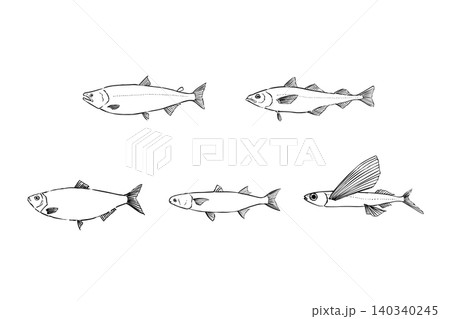 魚卵の原料となる魚の種類セット 線画イラスト 魚卵の原料となる魚の種類セット 線画イラスト 140340245