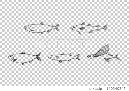 A set of line art illustrations of fish species used as raw materials for fish roe. A set of line art illustrations of fish species used as raw materials for fish roe. 140340245