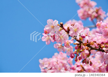 満開の河津桜 満開の河津桜 140340364