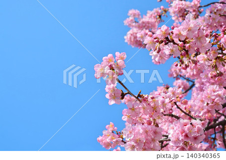 満開の河津桜 満開の河津桜 140340365