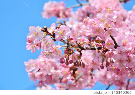 満開の河津桜 140340366