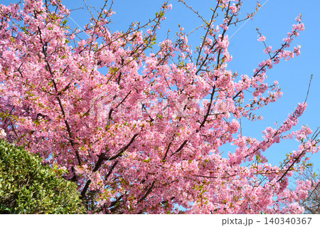 満開の河津桜 140340367
