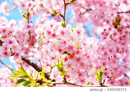 満開の河津桜 満開の河津桜 140340372