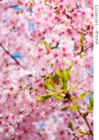 満開の河津桜 満開の河津桜 140340373