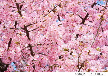 満開の河津桜 満開の河津桜 140340378