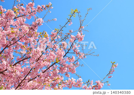 満開の河津桜 満開の河津桜 140340380