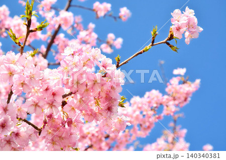 満開の河津桜 満開の河津桜 140340381