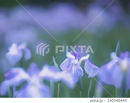 美しい花菖蒲 美しい花菖蒲 140340445