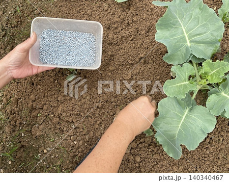 Hand Applying Blue Fertilizer to Soil for Cauliflower 140340467