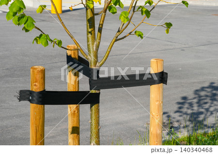 Young urban tree secured with support stakes and straps in newly landscaped commercial area site Young urban tree secured with support stakes and straps in newly landscaped commercial area site 140340468