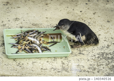 エサを食べるコガタペンギン(フェアリーペンギン) エサを食べるコガタペンギン(フェアリーペンギン) 140340516