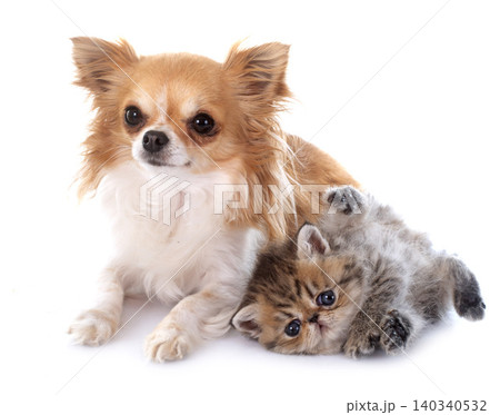 kitten exotic shorthair and chihuahua kitten exotic shorthair and chihuahua 140340532