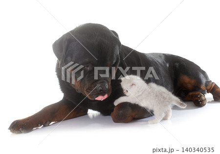 rottweiler and kitten exotic shorthair rottweiler and kitten exotic shorthair 140340535