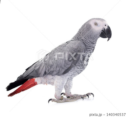 African grey parrot 140340537