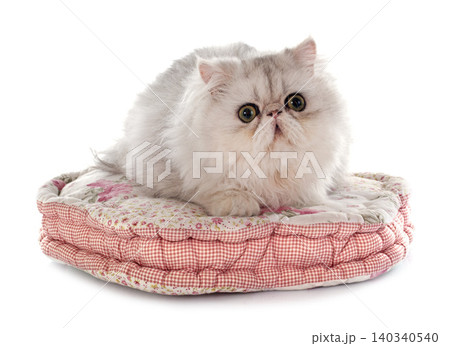 persian cat persian cat 140340540