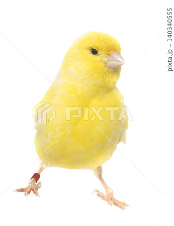 Domestic canary in studio Domestic canary in studio 140340555