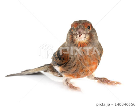 Domestic canary in studio Domestic canary in studio 140340556