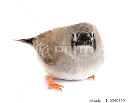 Sunda zebra finch Sunda zebra finch 140340559