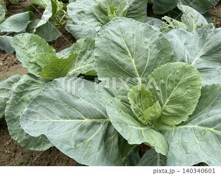 Fresh Green Cabbage Brassica Oleracea Growing in Organic Farm Field Fresh Green Cabbage Brassica Oleracea Growing in Organic Farm Field 140340601