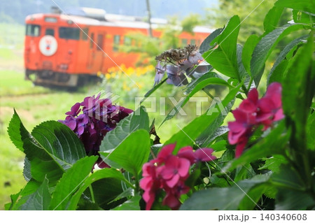 小湊鐵道「赤紫色の紫陽花咲く沿線風景」キハ40背景に 小湊鐵道「赤紫色の紫陽花咲く沿線風景」キハ40背景に 140340608