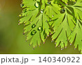 水滴　雨上がりの朝 140340922