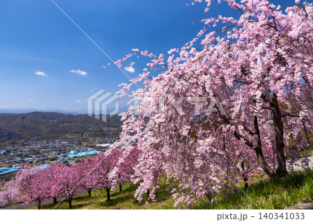 長野県小諸市諸東房 桜の名所飯綱山公園 高台の斜面に固有種の小諸八重紅枝垂や八重桜の紅豊が咲く景色 長野県小諸市諸東房 桜の名所飯綱山公園 高台の斜面に固有種の小諸八重紅枝垂や八重桜の紅豊が咲く景色 140341033