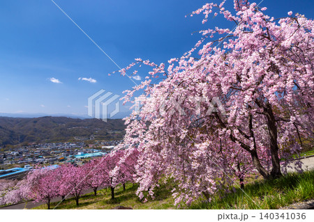 長野県小諸市諸東房 桜の名所飯綱山公園 高台の斜面に固有種の小諸八重紅枝垂や八重桜の紅豊が咲く景色 長野県小諸市諸東房 桜の名所飯綱山公園 高台の斜面に固有種の小諸八重紅枝垂や八重桜の紅豊が咲く景色 140341036