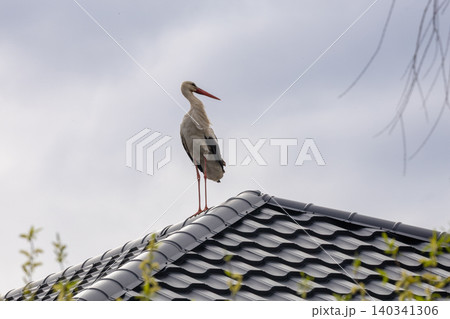White stork stands tall on tiled roof White stork stands tall on tiled roof 140341306