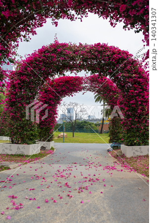 Vibrant pink blooms arch overhead like a living curtain. Hongcheng Flower Arch in Guangzhou. Vibrant pink blooms arch overhead like a living curtain. Hongcheng Flower Arch in Guangzhou. 140341307