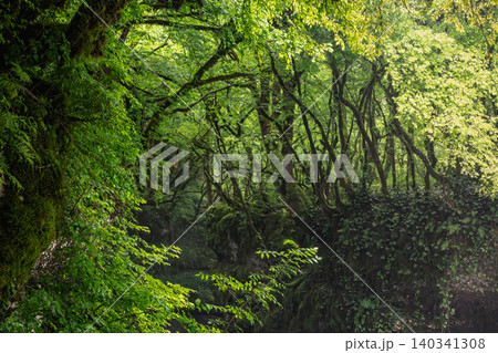 The green wilds of the forest. Dappled sunlight filters through tall, leafy trees The green wilds of the forest. Dappled sunlight filters through tall, leafy trees 140341308