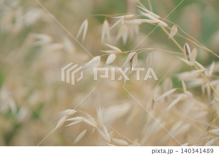 色づいたカラスムギ 140341489