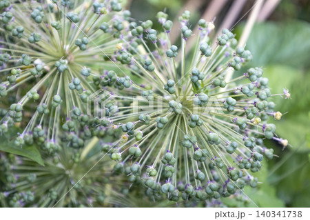 Green allium seed heads forming after flowering in the garden. 140341738