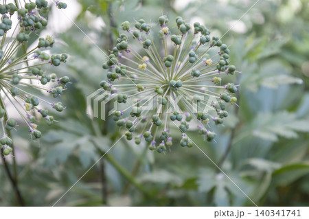 Green allium seed heads forming after flowering in the garden. Green allium seed heads forming after flowering in the garden. 140341741