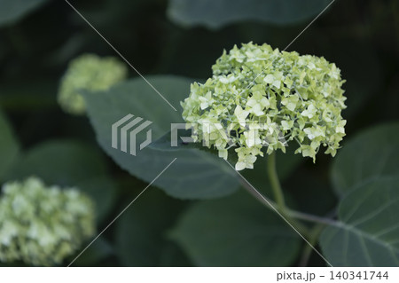 Blooming Green Hydrangea Flower Cluster, Natural Botanical Background. Close-up of Green Hydrangea Flower Buds Blooming in a Shady Garden. Soft Focus Shot of Beautiful Greenish Hydrangea Inflorescence Blooming Green Hydrangea Flower Cluster, Natural Botanical Background. Close-up of Green Hydrangea Flower Buds Blooming in a Shady Garden. Soft Focus Shot of Beautiful Greenish Hydrangea Inflorescence 140341744