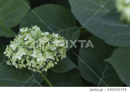 Blooming Green Hydrangea Flower Cluster, Natural Botanical Background. Close-up of Green Hydrangea Flower Buds Blooming in a Shady Garden. Soft Focus Shot of Beautiful Greenish Hydrangea Inflorescence Blooming Green Hydrangea Flower Cluster, Natural Botanical Background. Close-up of Green Hydrangea Flower Buds Blooming in a Shady Garden. Soft Focus Shot of Beautiful Greenish Hydrangea Inflorescence 140341745