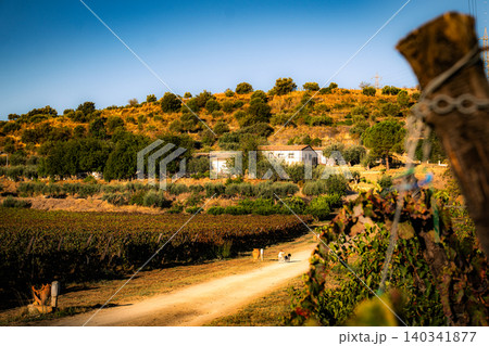 Sicilian vineyard at golden hour with dirt road leading to rural farmhouse Sicilian vineyard at golden hour with dirt road leading to rural farmhouse 140341877